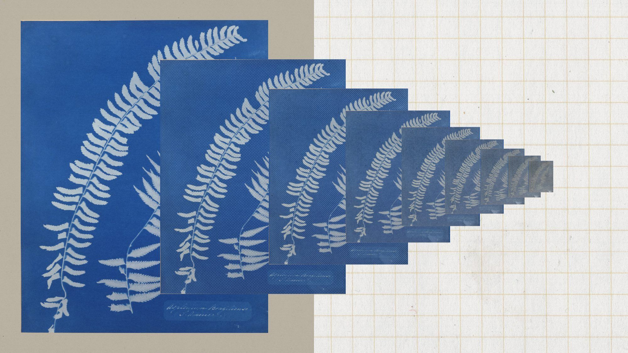 A blue botanical print of a fern, repeated in ever smaller, fainter copies that step to the right across a grid-paper background.